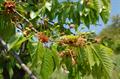 Prunus cerasus